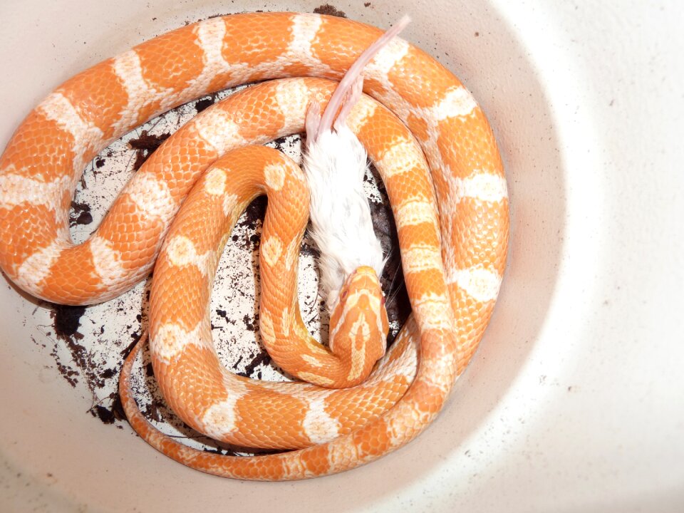 Non toxic scale reptile