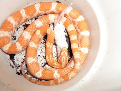 Non toxic scale reptile