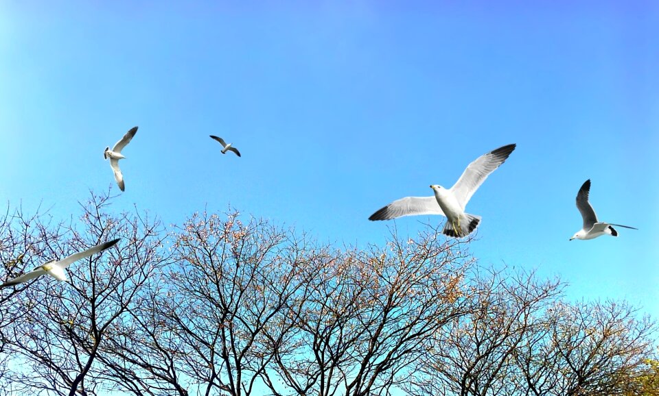 Blue sky nature birds