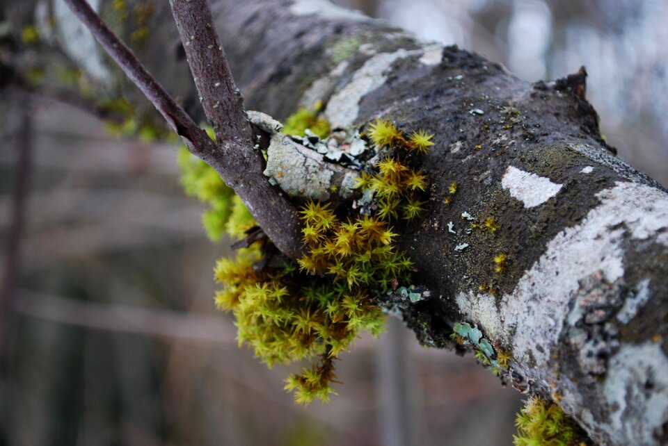 Green natural plant