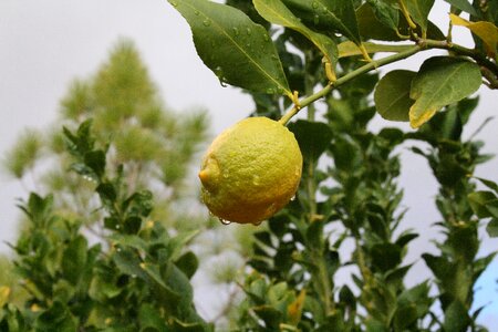 Arizona monastery lemon