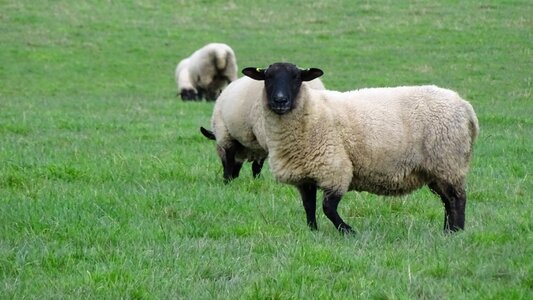 Livestock countryside grazing