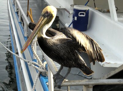 Nature bird pelican