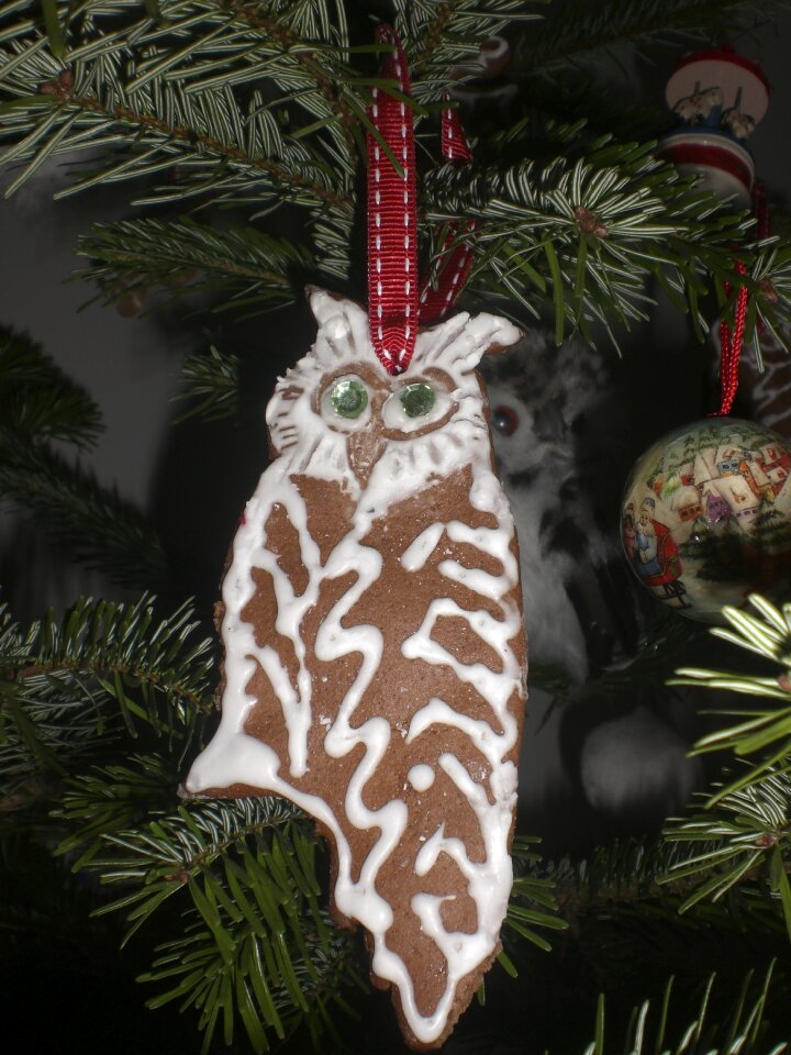 Fir tree owl tannenzweig