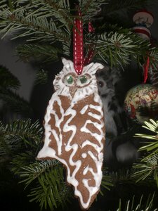 Fir tree owl tannenzweig photo
