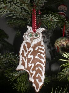 Fir tree owl tannenzweig