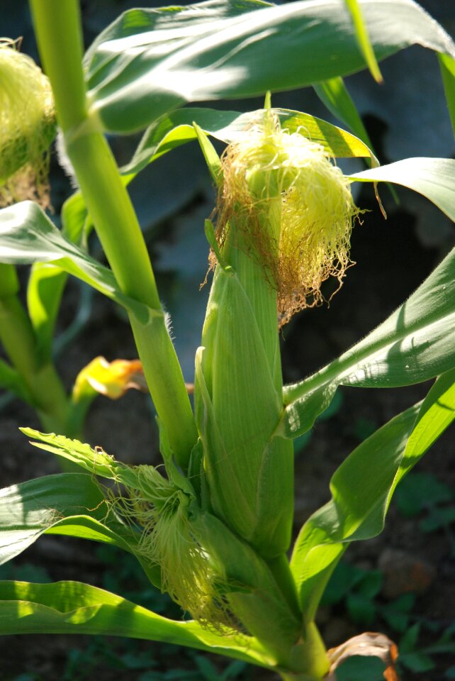 Food corn maize