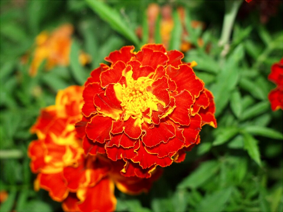 Bloom vibrant gardening