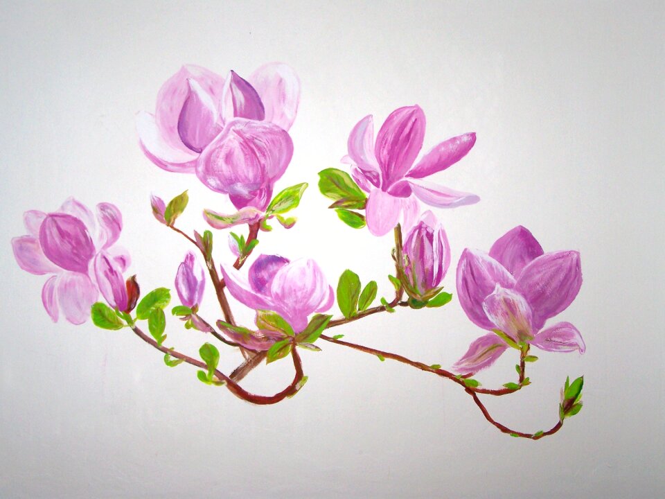 Magnolia flowers pink