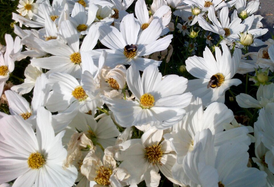 White white flowers nature