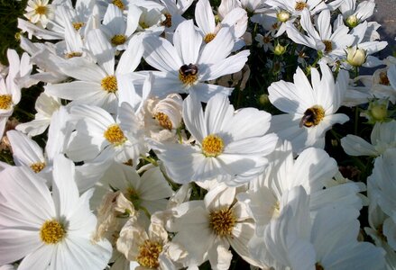 White white flowers nature