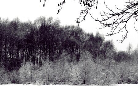 Snow cold trees photo