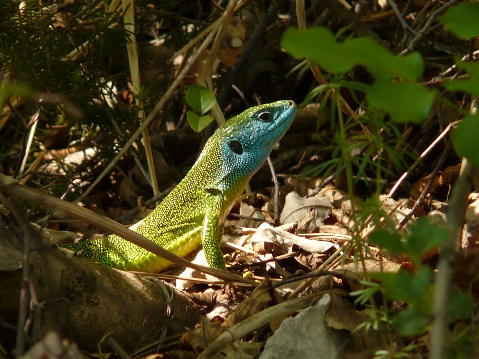 Animal fauna creature