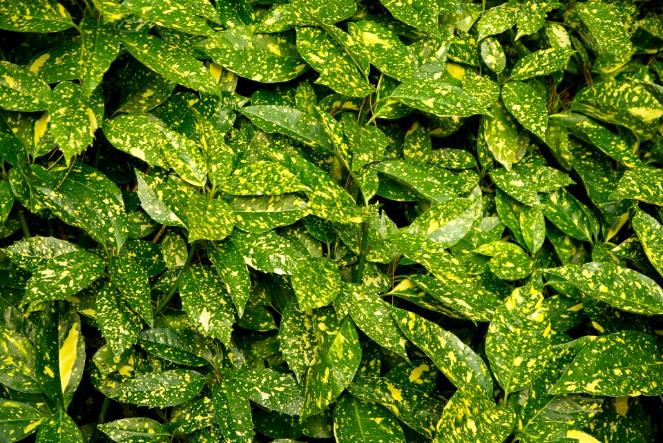 Plants aucuba hedge