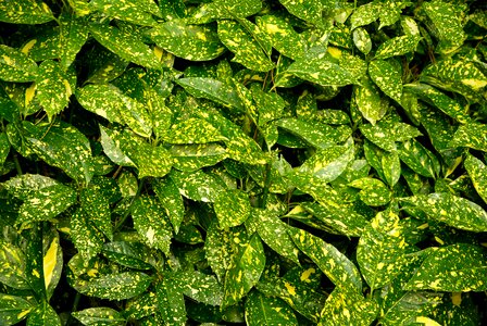 Plants aucuba hedge