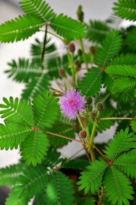 Flower pink sensitive