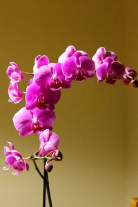 Flower plant pink