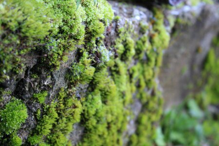 Pierre green forest