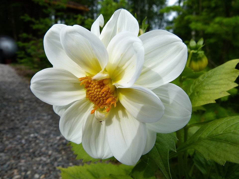 Nature plant garden photo