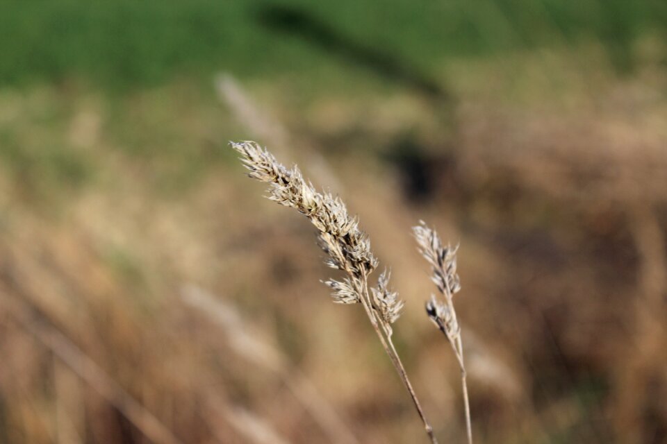 Blade of grass field dry grass