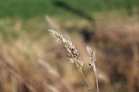 Blade of grass field dry grass