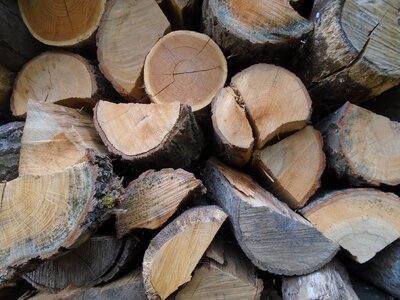 Nature cut firewood photo