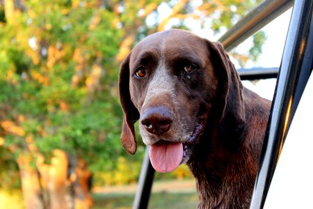 Animal farm pointer photo