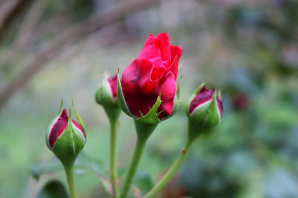Close up flower bud