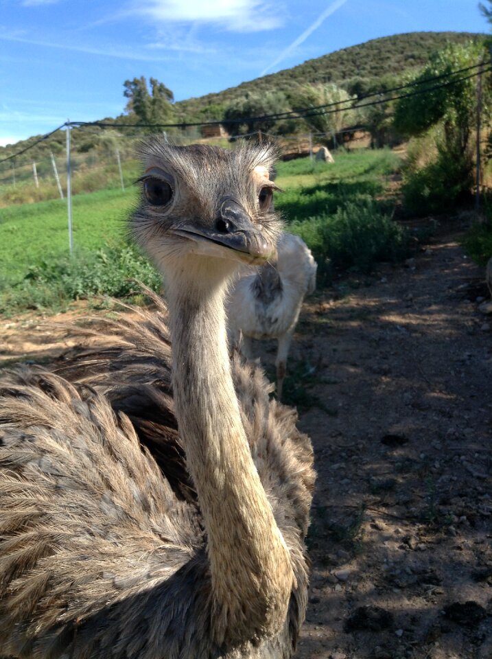 Rheas ostrich park
