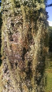 Flying moss fields