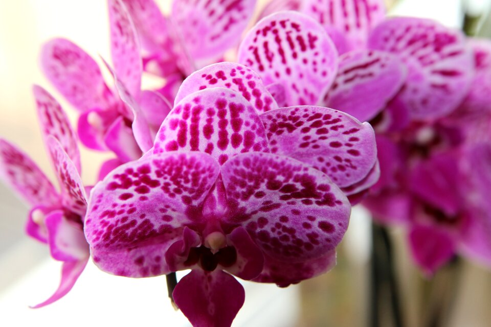 Orchid plant flower
