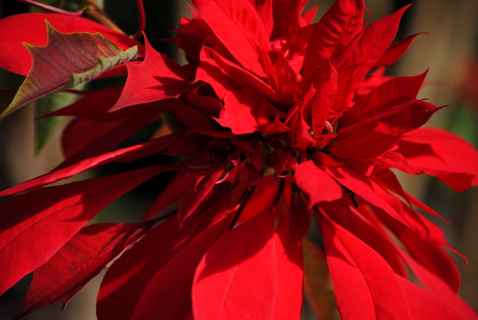 Holiday flower xmas