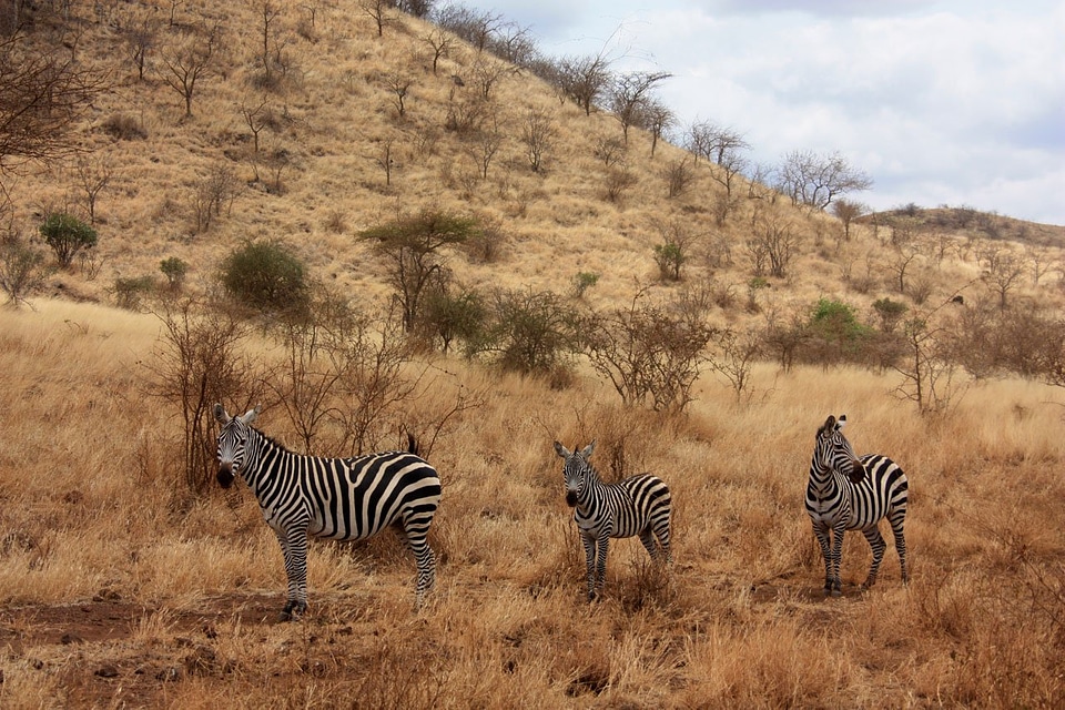 Wild mammal safari