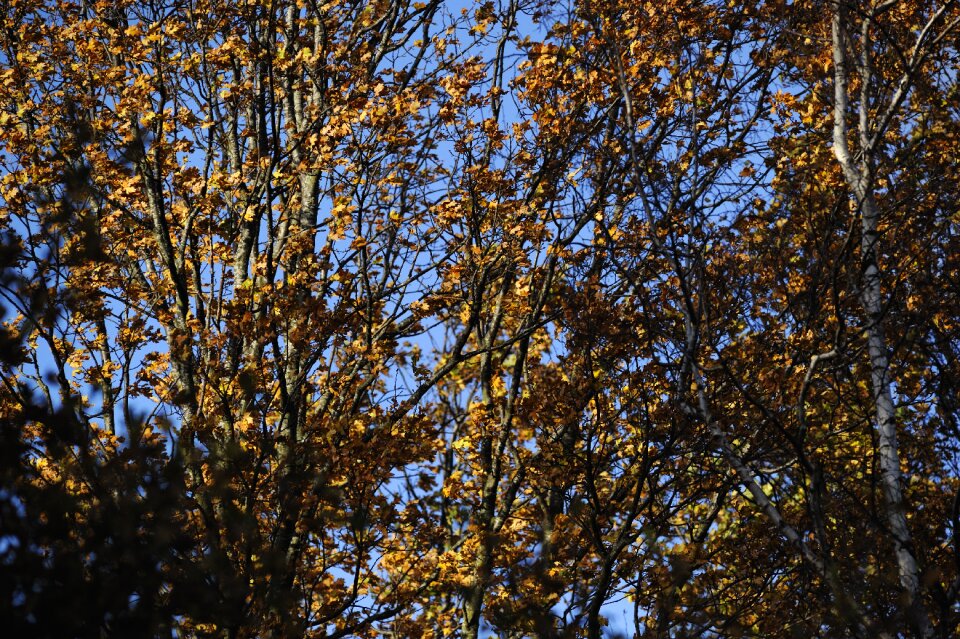 Color autumn leaves seasonal shift