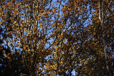 Color autumn leaves seasonal shift