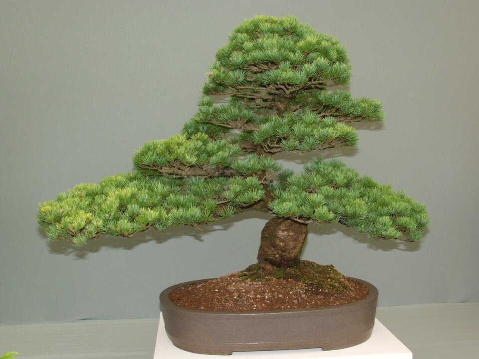 Japan pine