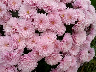 Flowers lilac