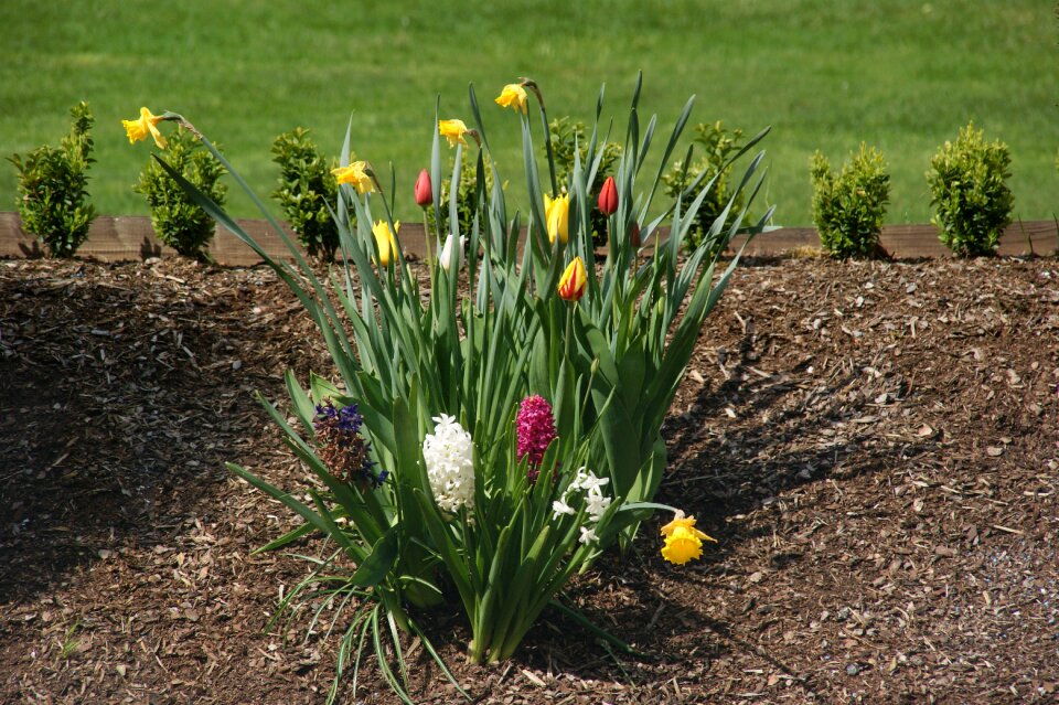 Flower nature spring
