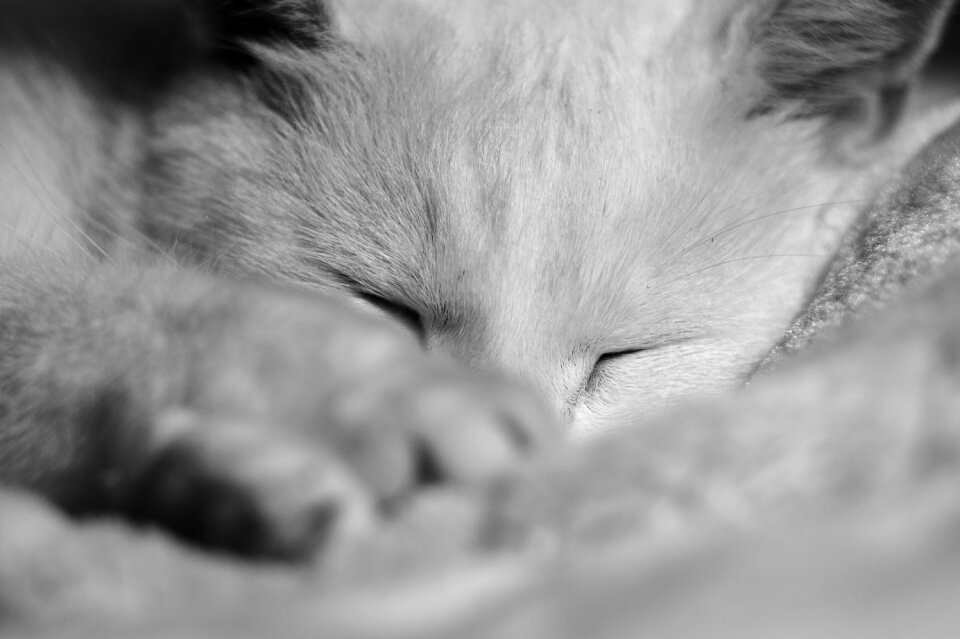 Sleep rest sleeping
