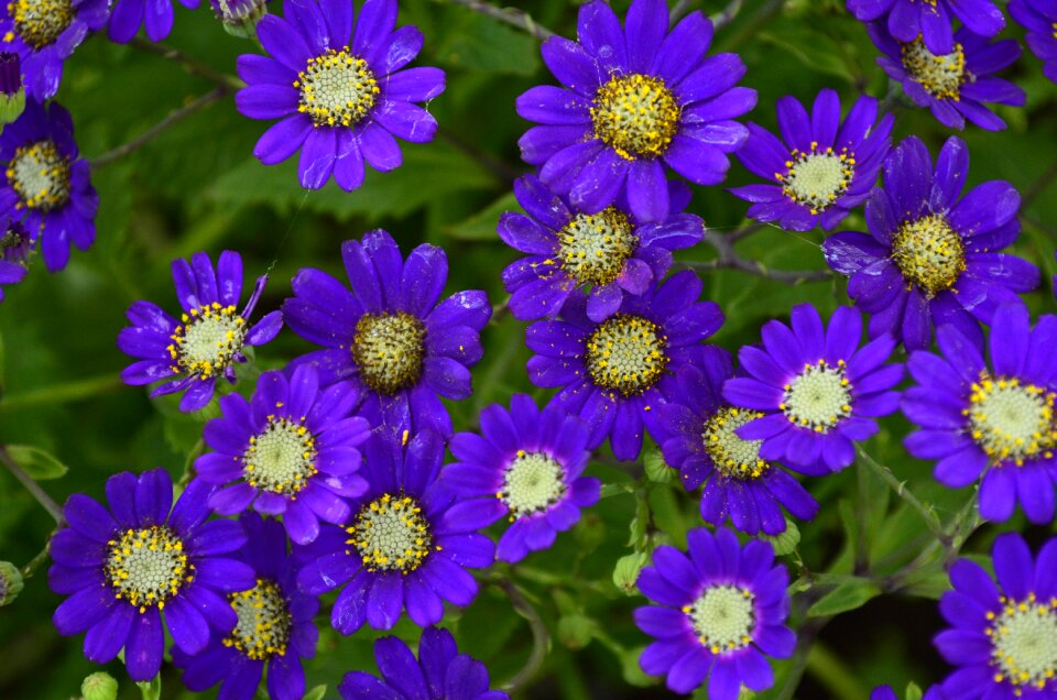 Lilac nature lilac natural