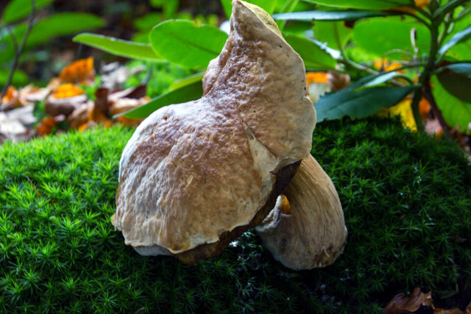 Mushroom forest netherlands