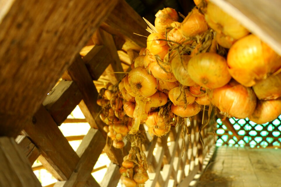 Drying autumn brown onion