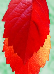 Red leaf yellow sheet autumn photo