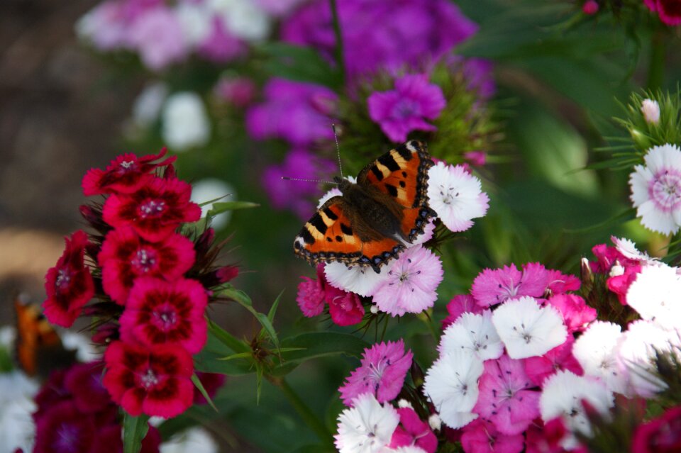 Little fox animal insect photo