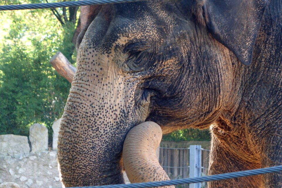 Elephant wilhelma stuttgart
