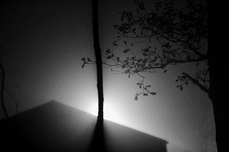 Silhouette wood branch photo