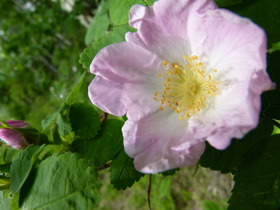 Nature bloom wild flower