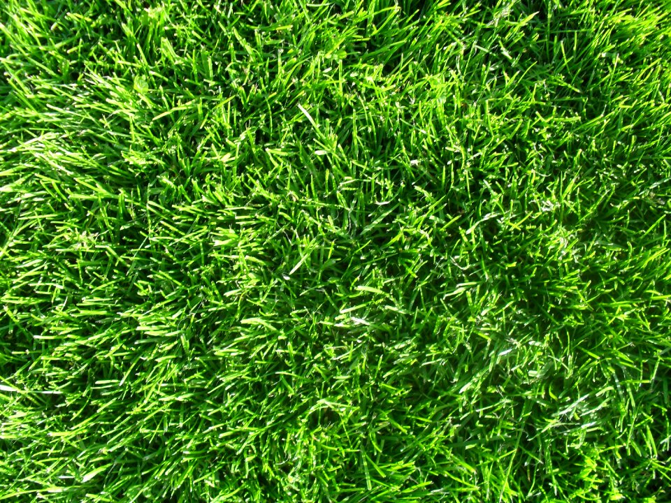 Meadow grasses nature