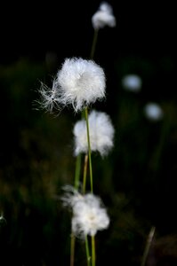 Vosges cotton grass bog