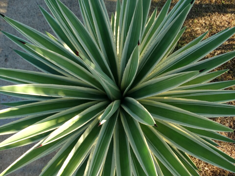 Plants green decoration